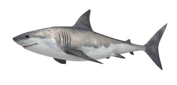 istock Shark fish isolated on white background. 3 d illustration. 1082556846