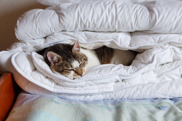 istock Tabby cat sleeping in a duvet 1082557356