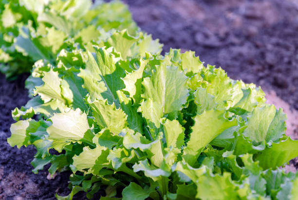 istock green fox lettuce in the garden 1082557788