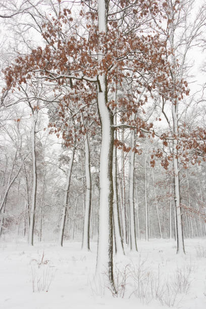 istock Strange branches covered with snow background winter concept 1082560142