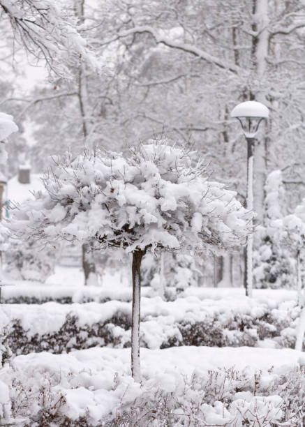 istock Strange branches covered with snow background winter concept 1082560322