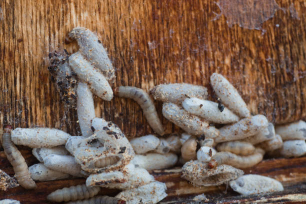 Wax moth larvae on an infected bee nest. cover of the hive is infected with a wax moth. family of bees is sick with a wax moth. Terrible wax bee frame eaten by parasites. larvas de polilla de la cera en un nido de abeja infectada. tapa de la colmena está infectada con una polilla de la cera. la familia de las abejas está enferma con una polilla de la cera. marco de abeja cera terrible devorado por parásitos.