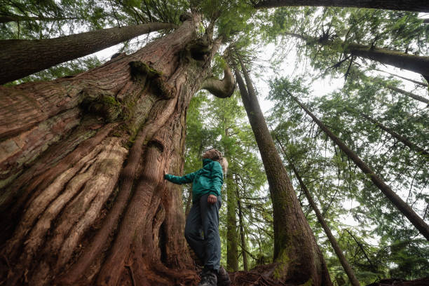 istock Girl in Nature 1082568030