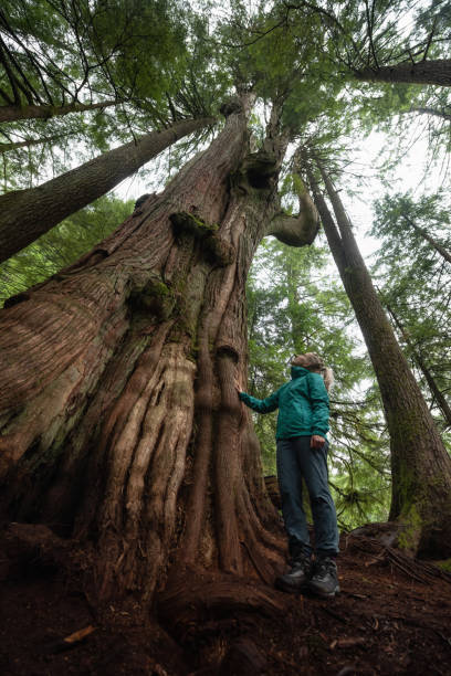 istock Girl in Nature 1082568144