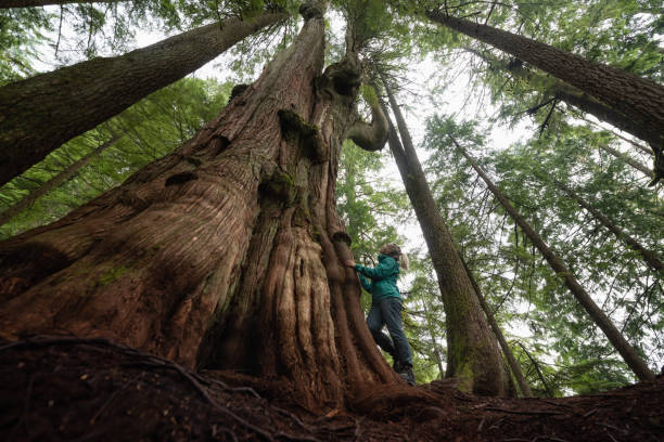 istock Girl in Nature 1082568166