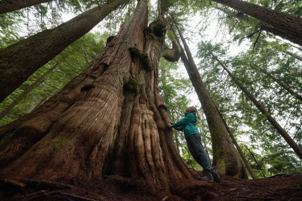istock Girl in Nature 1082568180