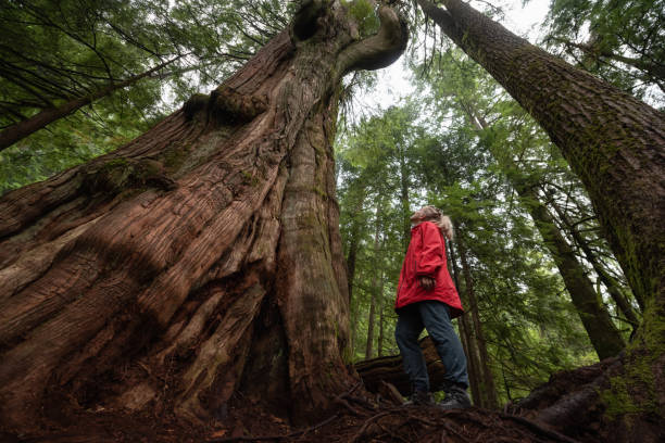 istock Girl in Nature 1082568214