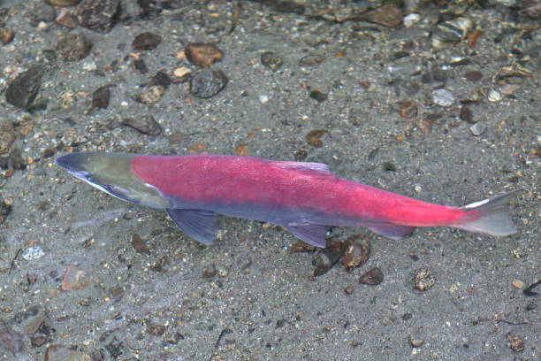 istock Sockeye Salmon ready to Spawn 1082571532