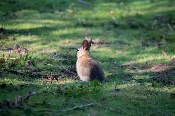 A lone rabbit sitting in the woods with its back facing the camera