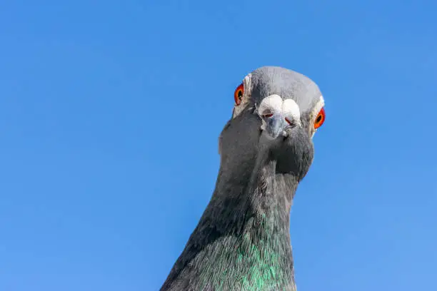 Photo of Closeup of the head of a racing pigeon.