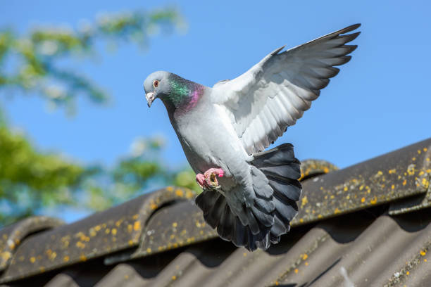 landing of racing pigeon with wigs spread wide - common wood pigeon imagens e fotografias de stock