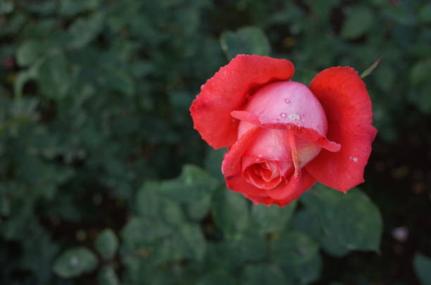 バラ 'インターフローラ' ライトピンク - interflora ストックフォトと画像