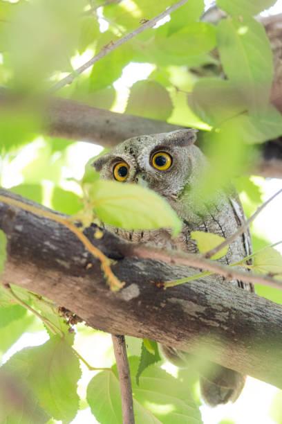istock Pacific Screech owl in daytime on tree branch. 1082577796