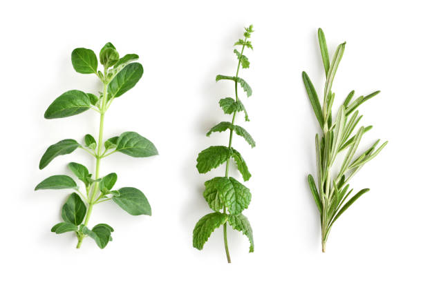 istock Oregano, peppermint and rosemary. 1082578650