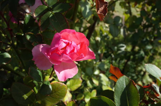istock Rose 