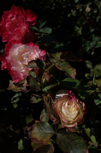 istock Rose 