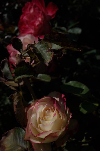 istock Rose 