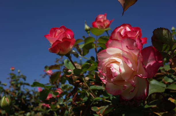 istock Rose 