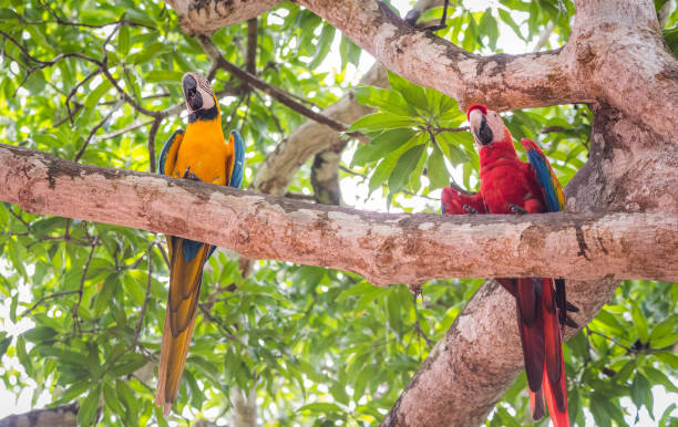 istock Scarlet macaw with blue-and-yellow macaw. 1082580992