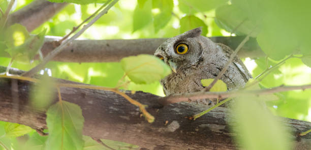 istock Pacific Screech owl in daytime on tree branch. 1082582548