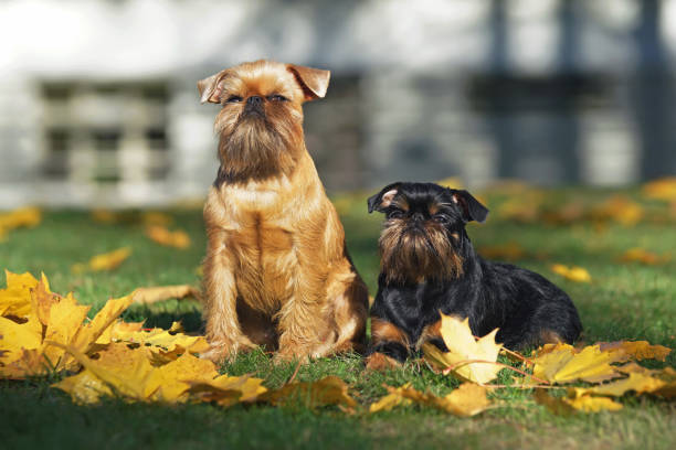 istock Brussels Griffon dogs (Griffon Bruxellois and Griffon Belge) posing outdoors on a green grass with fallen yellow maple leaves in autumn 1082584314