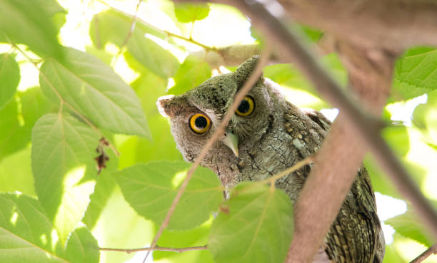 istock Pacific Screech owl in daytime on tree branch. 1082584520