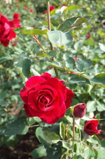 istock Rose 