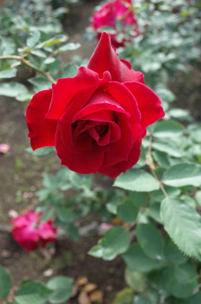 istock Rose 
