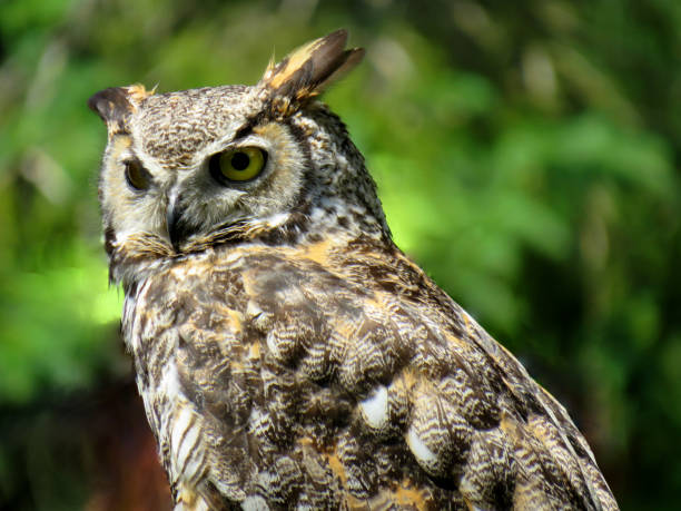 istock Close up on an owl looking around 1082591552