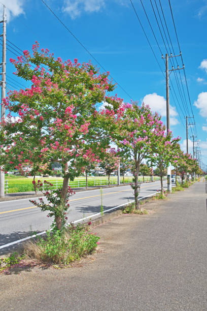 istock Flower of the crape myrtle 1082591572