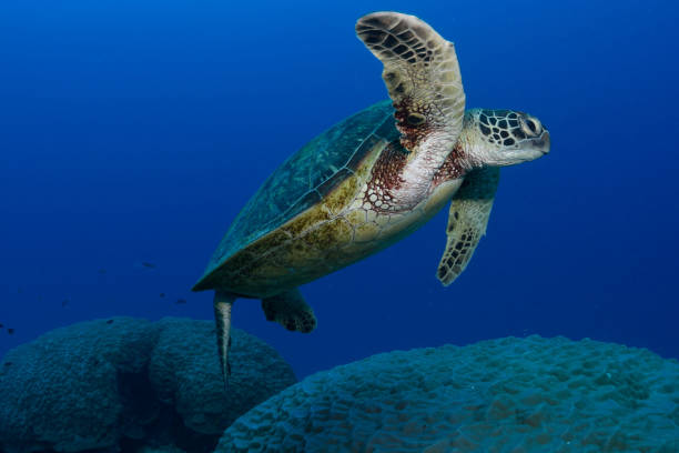 istock Green Sea Turtle, Heron Island, Great Barrier Reef, Australia 1082591800