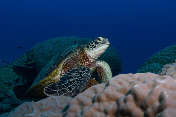 istock Green Sea Turtle, Heron Island, Great Barrier Reef, Australia 1082591810
