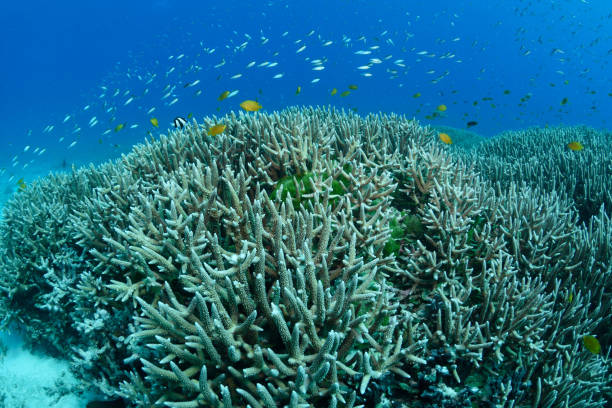 istock Hard Corals, Heron Island, Great Barrier Reef, Australia 1082592070