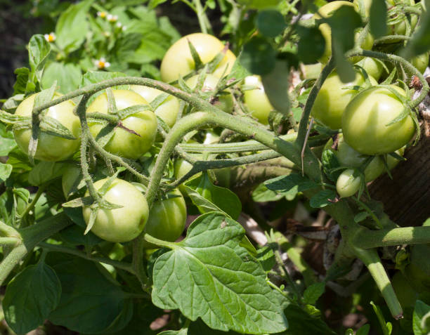 istock Homemade green tomatoes 1082592966