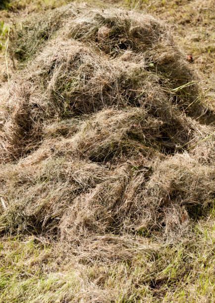 istock pile of dry grass 1082592980