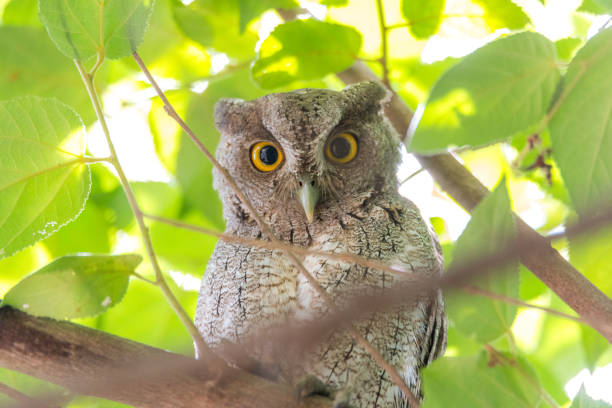 istock Pacific Screech owl in daytime on tree branch. 1082594666