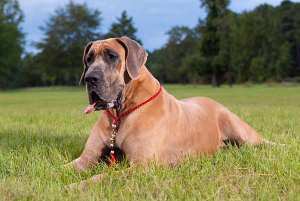 istock Brown purebred Great Dane laying on the grass 1082600338