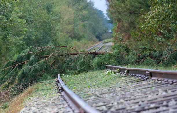 Trees blocking a railroad in Hoke County NC after Hurricane Florence