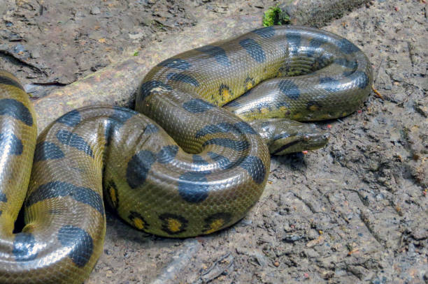 Yellow anaconda laying on the ground Yellow anaconda laying on the ground anaconda snake stock pictures, royalty-free photos & images