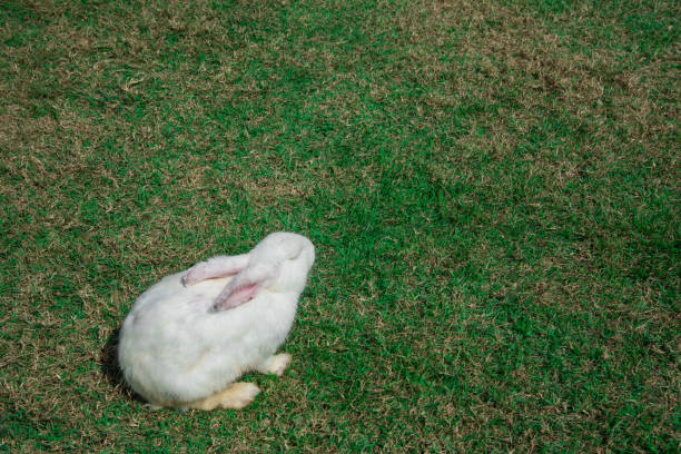 istock White rabbits on the grass Nature calls on Asia 1082605244