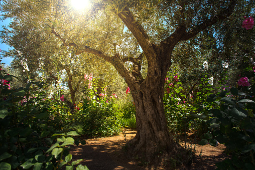 Divine light, sunray in the Gethsemane garden, Mount of Olives, Jerusalem. Biblical place where Jesus was betrayed by Judas