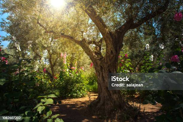 Olive Trees In Gethsemane Garden Jerusalem Stock Photo - Download Image Now - Garden Of Gethsemane, Tree, Israel