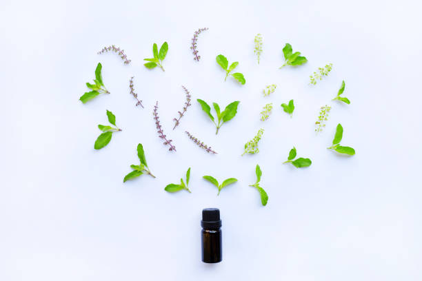 istock Holy basil essential oil in a glass bottle on white background 1082609988