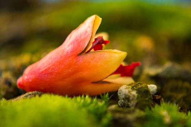 istock Beautiful Pomegranate on Autumns Floor 1082610144