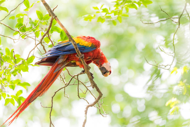 istock Beautiful Scarlet macaw (Ara macao) parrot. 1082610312