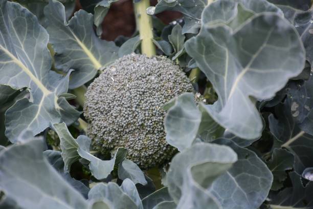 istock Cultivation of broccoli 1082611528