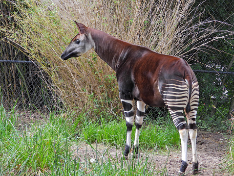 Solo pie de Okapi photo