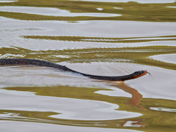 Eastern Indigo Snake