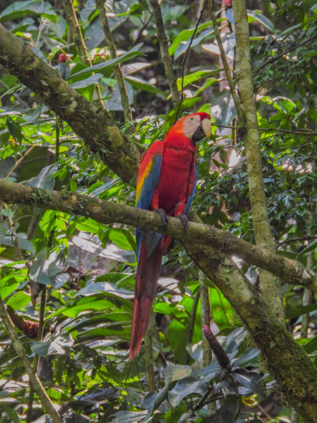 papagei ara tropischer vogel auf natur hintergrund - gelbbrustara stock-fotos und bilder