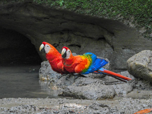 papagei ara tropischer vogel auf natur hintergrund - gelbbrustara stock-fotos und bilder